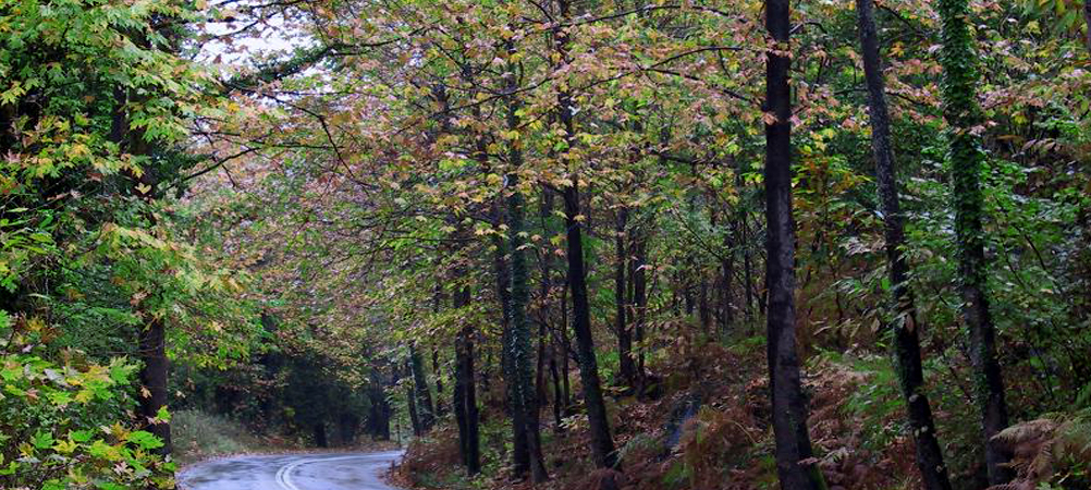 Mountain's Secret - Το Μυστικό του Βουνού - Παραδοσιακός ξενώνας στο Μούρεσι, Πήλιο